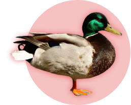 Качка